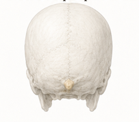 <p>A ridge located at the back of the skull.</p>