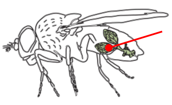 <p>The gonads of a female Drosophila</p><ul><li><p>The <strong><mark data-color="yellow" style="background-color: yellow; color: inherit;">ovaries</mark></strong> are connected by an <u>oviduct</u> and are made of units called <u>ovarioles</u></p></li><li><p>The <strong><mark data-color="yellow" style="background-color: yellow; color: inherit;">oviduct</mark></strong> connects the ovaries to the <u>uterus</u></p></li><li><p>The oviduct contains <strong><mark data-color="yellow" style="background-color: yellow; color: inherit;">spermatheca</mark></strong>, a specialized organ that allows the female to store sperm from the male for very long periods of time</p></li></ul><p></p><p>The structure and function of the ovaries is what defines the axis of the animal!</p>