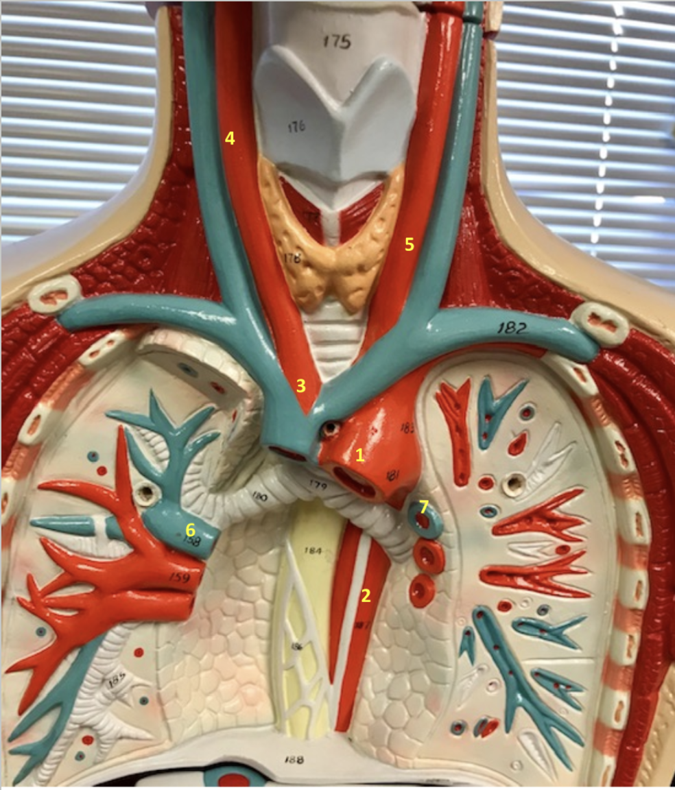 <p>Thorax/Neck</p><p>1. Aortic arch</p><p>2. Descending thoracic aorta</p><p>3. Brachiocephalic artery</p><p>4. Right common carotid artery</p><p>5. Left common carotid artery</p><p>6. Right pulmonary artery</p><p>7. Left pulmonary artery</p><p></p>