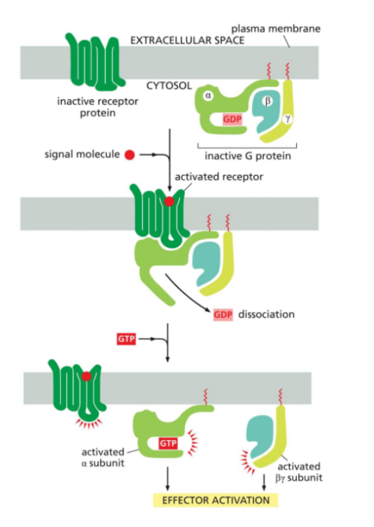 <p><span style="background-color: transparent;">This occurs when a ligand (signal molecule binds to GPCR.</span></p><ul><li><p><span style="background-color: transparent;">The GPCR undergoes a conformational change.</span></p></li><li><p><span style="background-color: transparent;">The activated GPCR interacts with the inactive trimeric G protein.</span></p></li><li><p><span style="background-color: transparent;">GDP on the alpha subunit is exchanged for GTP.</span></p></li><li><p><span style="background-color: transparent;">GTP binding activates the G protein.</span></p></li><li><p><span style="background-color: transparent;">The alpha subunit dissociated from the beta-gamma complex.</span></p></li><li><p><span style="background-color: transparent;">Both alpha (GTP-bound) and the beta-gamma complex can then interact and regulate target proteins such as enzymes or ion channels in the membrane.</span></p></li></ul><p></p>
