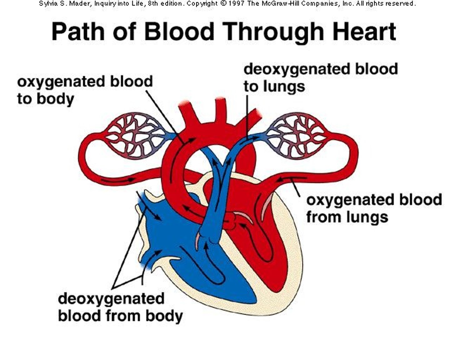 <p>To carry oxygen (O2) and carbon dioxide (CO2) in the blood.</p>