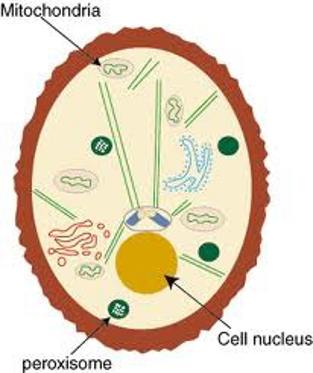 <p>Breakdown of fatty acids and detoxification.</p>