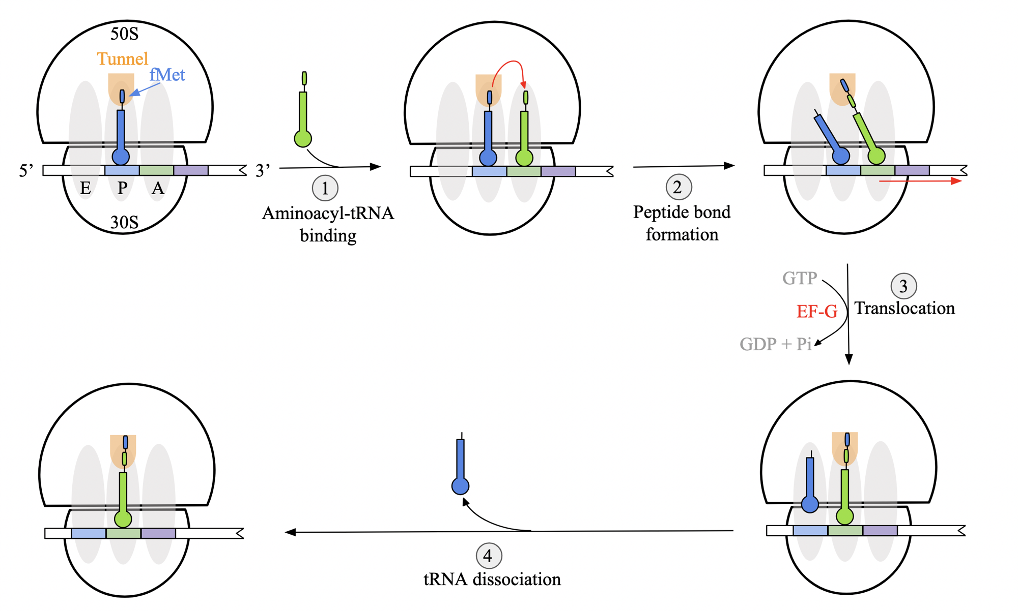<ol><li><p><strong>aminoacyl tRNA binding</strong>: binds at A site, thanks to fMet-tRNA<sub>i</sub><sup>fMet</sup> at P site.</p></li><li><p><strong>peptide bond formation</strong>: takes place at P site of L subunit. chain is transferred from tRNA in P to tRNA in A. <strong>acceptor arms</strong> of tRNA undergo positional shift</p><ul><li><p>anticodon regions initially remain in the same place</p></li></ul></li><li><p><strong>translocation</strong>: ribosome must shift by 3 nt towards mRNA 3’ end for next codon into A site. driven by GTP hydrolysis and facilitated by elongation factor G (EF-G)</p><ul><li><p>after translocation, tRNA <strong>anticodons </strong>are properly aligned in respective site.</p></li></ul></li><li><p><strong>cycle</strong>: ribosome releases a deacylated tRNA molecule from E site and returns to initial state. </p></li></ol><p></p>