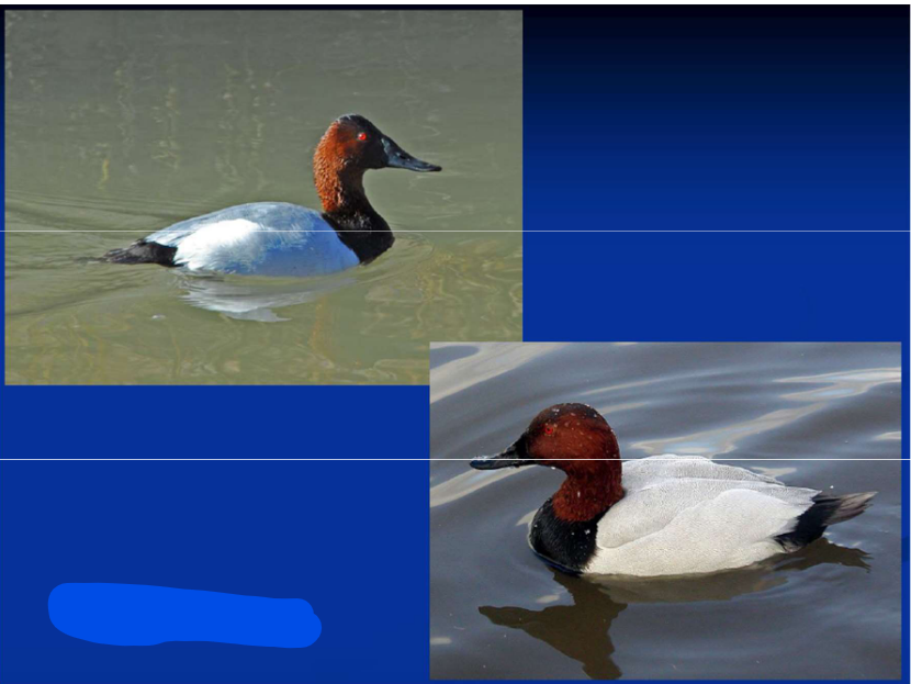 <p>Order Anseriformes<br>Family Anatidae<br>Subfamily Anatinae [Aythyini; “diving”]<br>Canvasback</p>