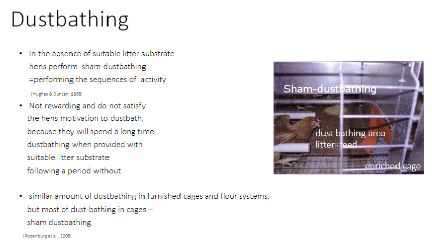 <p><strong>Definition</strong><br>āOccurs when <strong>hens perform dustbathing sequences</strong> without <strong>suitable substrate</strong></p><p><strong>Motivation & Reward</strong><br>ā<strong>Not rewarding</strong> ā hens remain motivated to dustbathe<br>āGiven proper litter after deprivation, <strong>hens spend a long time dustbathing</strong></p><p><strong>Occurrence</strong><br>āSimilar overall dustbathing in <strong>furnished cages</strong> and <strong>floor systems</strong><br>āIn cages, <strong>most dustbathing is sham-dustbathing</strong> due to lack of litter</p><p><strong>Key Point</strong><br>ā<strong>Sham-dustbathing demonstrates hensā strong motivation</strong> for natural substrate and welfare needs</p>