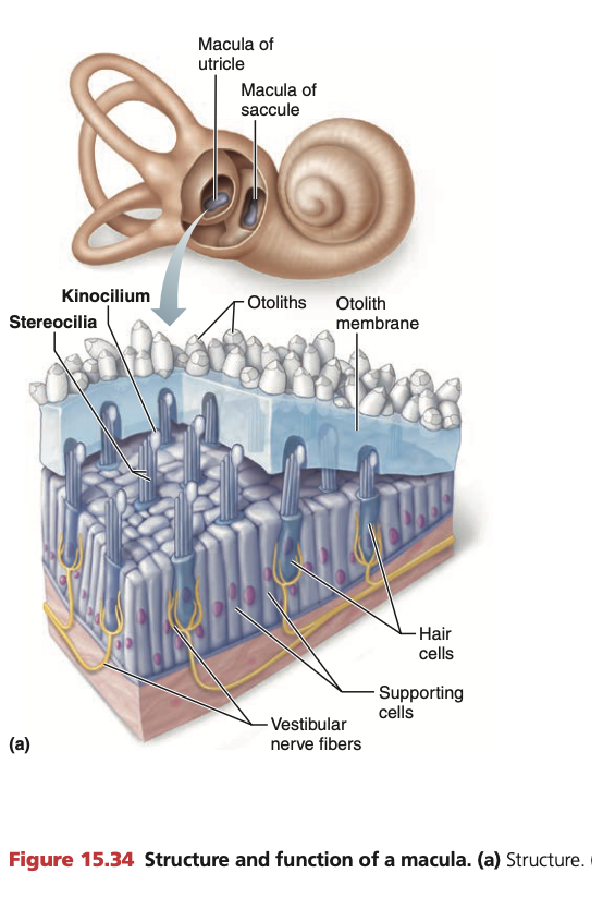 <p>Otolith organs are 2 <strong>membranous sacs</strong> - <mark data-color="yellow" style="background-color: yellow; color: inherit;">Utricle</mark> &amp; <mark data-color="yellow" style="background-color: yellow; color: inherit;">saccule</mark></p><p><mark data-color="yellow" style="background-color: yellow; color: inherit;">Utricle:</mark> Sensitive to <strong>horizontal movements </strong>(e.g driving a car)</p><p><mark data-color="yellow" style="background-color: yellow; color: inherit;">Saccule:</mark> Sensitive to <strong>vertical movements </strong>(e.g standing in an elevator)</p><ul><li><p>Different functions due to different anatomical positions</p></li></ul><p></p><p>Both surrounded by '“<strong><mark data-color="yellow" style="background-color: yellow; color: inherit;">macula</mark></strong><mark data-color="yellow" style="background-color: yellow; color: inherit;"> tissue</mark>” - <strong><mark data-color="purple" style="background-color: purple; color: inherit;">hair cells (mechanoreceptors)</mark></strong> surrounded by support cells</p><p></p>