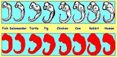 <p>They indicate common ancestry among different species.</p>