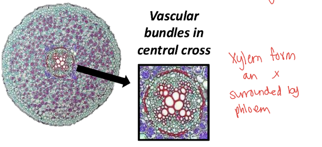 <p>It provides efficient transport and structural support from the center of the root.</p>