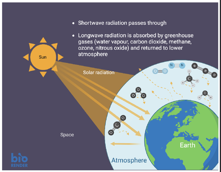 <p><span style="color: rgb(255, 255, 255);">Greenhouse effect</span></p><ul><li><p><span style="color: rgb(255, 255, 255);">What do you think would happen if you removed all water vapour, carbon dioxide, and methane from the atmosphere? TOO COLD</span></p></li><li><p><span style="color: rgb(255, 255, 255);">What would happen if you increased the amounts of water vapour, carbon dioxide, and methane in the atmosphere? TOO HOT</span></p></li></ul><p></p>