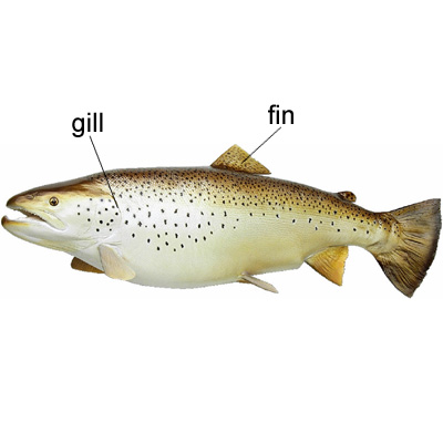 <p>fin</p>
