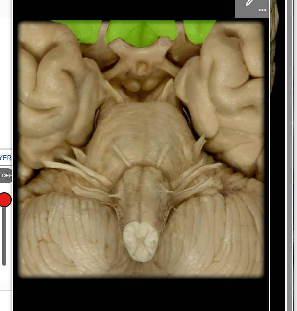 <p><span>Frontal lobe</span></p>