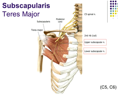 <p>subscapular</p>