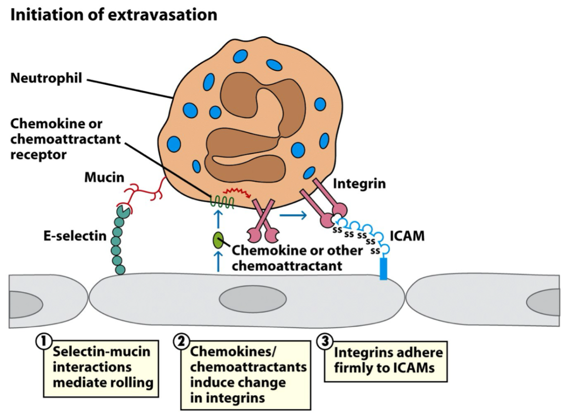 <p>integrins ; ICAM</p><p>in integrins ; ICAM</p>