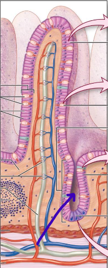 <p>filled with stem cells</p>