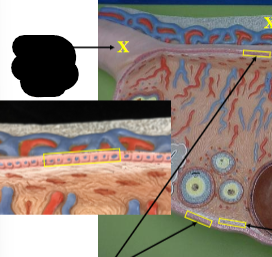 <p>Identify the left layer, the pink cells with blue nucleus. </p>