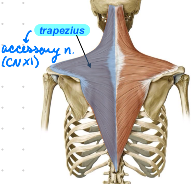 <p>Innervation: Accessory n. (CN XI)</p><p>Action:</p><ul><li><p>Scapular elevation, depression, adduction, upward rotation</p></li><li><p>Arm abduction > 90º</p></li></ul><p></p>