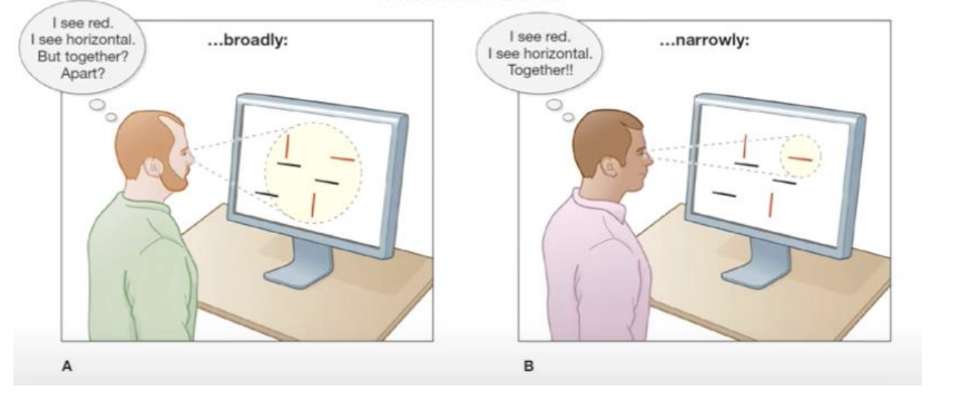 <ul><li><p><span style="background-color: transparent;">Two stages: when perceiving a stimulus, features are “registered early, automatically and in parallel, while objects are identified separately” and at a later stage in processing”</span></p></li></ul><p></p>