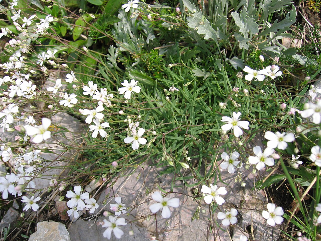 <p>Gypsophila repens</p>