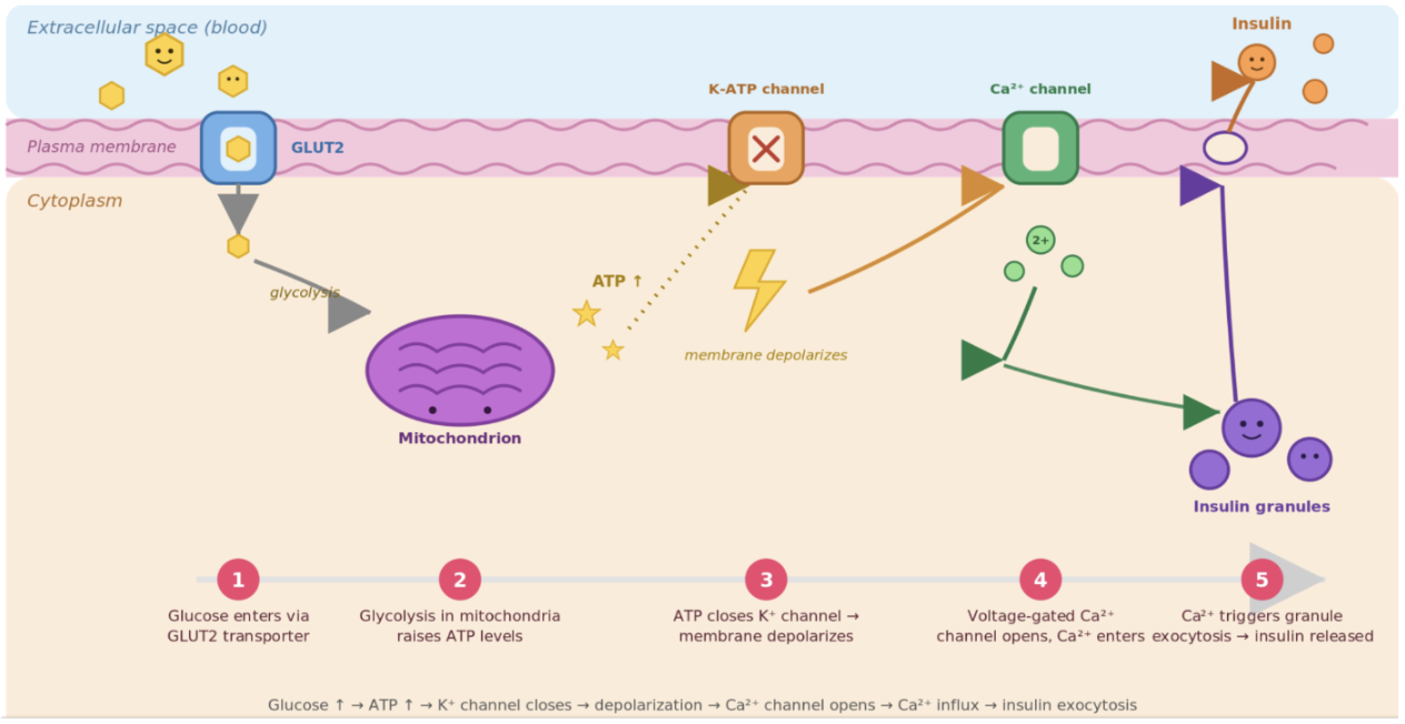 <ul><li><p><span style="background-color: transparent;">Increased blood glucose → enters through GLUT2 → glucose undergoes glycolysis  = increased ATP → ATP-sensitive K channels close = decreased K leaving the cell → increased membrane depolarization&nbsp;</span></p></li><li><p><span style="background-color: transparent;">Because of the depolarization voltage gated Ca2+ channels open → Ca influx into the Beta cells → triggers insulin-containing vesicles to undergo exocytosis → insulin enters the blood</span></p></li></ul><p></p>