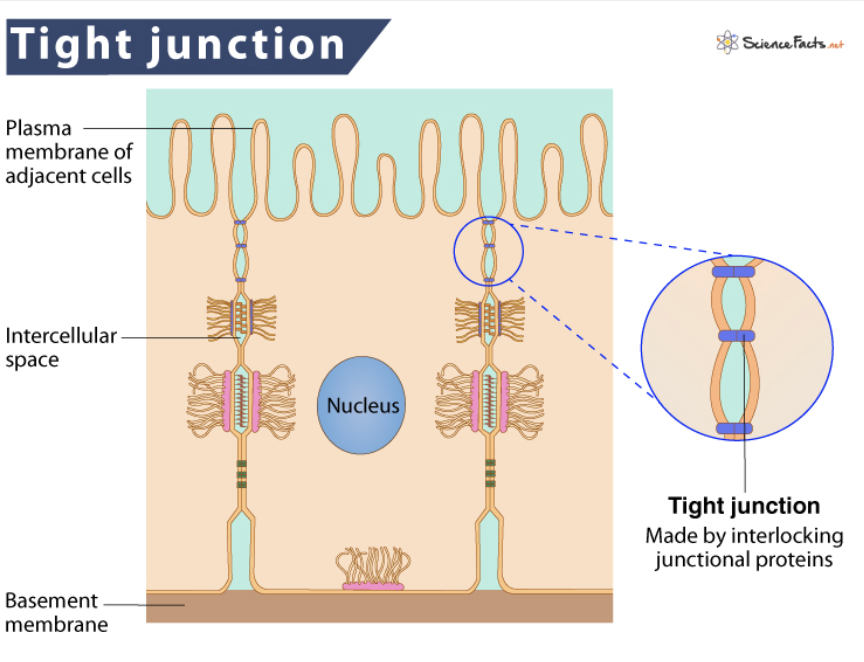 <p><span style="background-color: transparent;">Cells are tightly joined together so substances can’t pass easily between them</span></p><ul><li><p><span style="background-color: transparent;">Function: Prevents fluid and molecules from moving between cells</span></p></li></ul><p></p>
