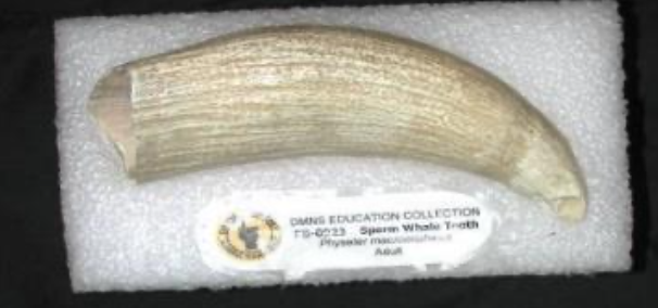 <p>Sperm Whale Tooth Specimen Fast Facts</p>