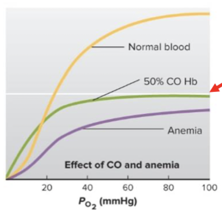 <p>Significant decreases Hb concentration of the blood → reduces O2 carrying capacity of blood</p>