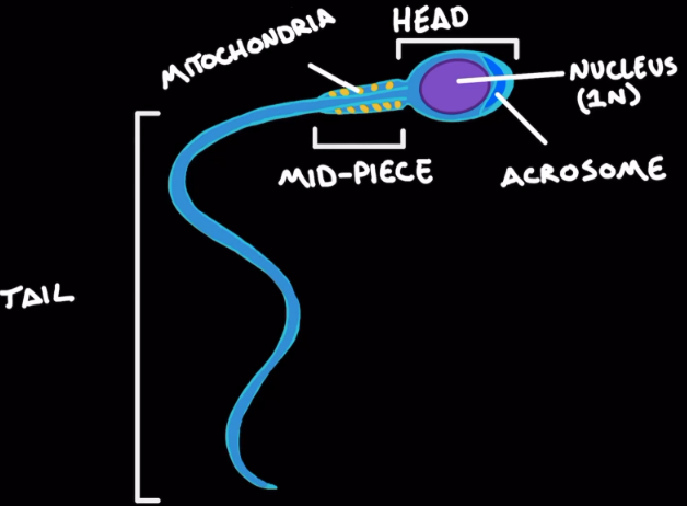 <ul><li><p><span style="background-color: transparent;">Head: contains acrosome to dissolve egg and also a 1n nucleus.</span></p></li><li><p><span style="background-color: transparent;">Midpiece: filled with mitochondria.</span></p></li><li><p><span style="background-color: transparent;">Tail: propellor</span></p></li></ul><p></p>