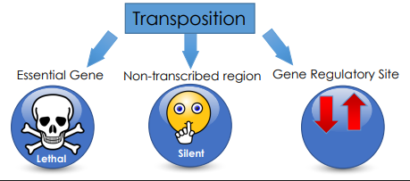 <ol><li><p>if inserted on exon → often, lethal/loss of function (bcs of  <strong>Frameshift Mutations </strong>or <strong>Premature Stop Codons</strong>); however <strong>sometimes </strong>we may get exonization</p></li><li><p><span>Insertion into a Nontranscribed Region → silent/ no immediate effect </span></p></li><li><p>insertion into a promoter → <strong>Altered Gene Expression</strong></p></li></ol><p></p>