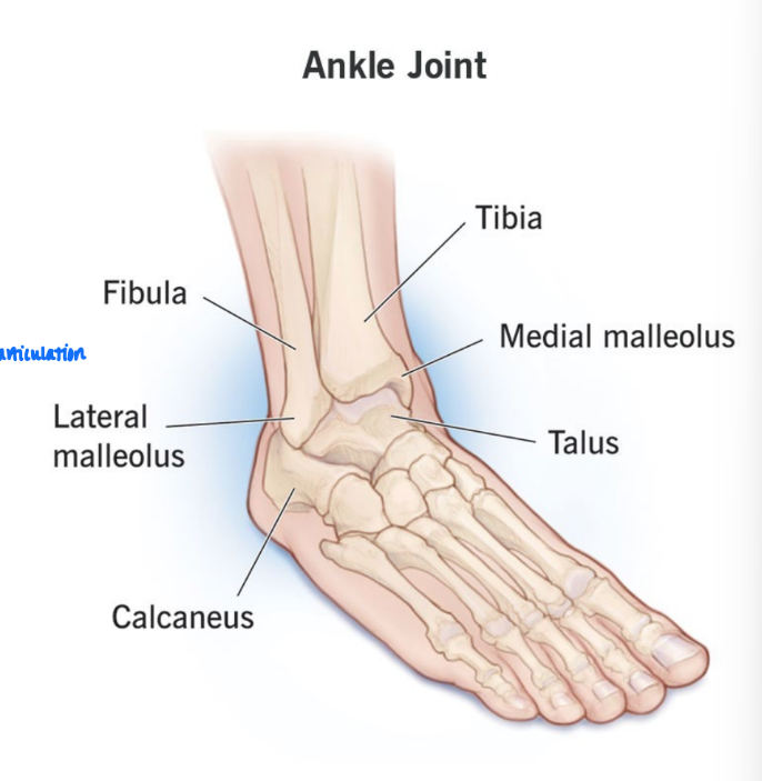 <ul><li><p>located between distal ends of <strong>tibia </strong>& <strong>fibula </strong>& sup. part of <strong>talus</strong></p><ul><li><p><u>only tibia and fibula articulate w/ talus (of leg bones)</u></p></li></ul></li><li><p><strong>trochlea </strong>= articulates w/ rounded superior surface of <strong>talus</strong></p></li></ul><p></p>