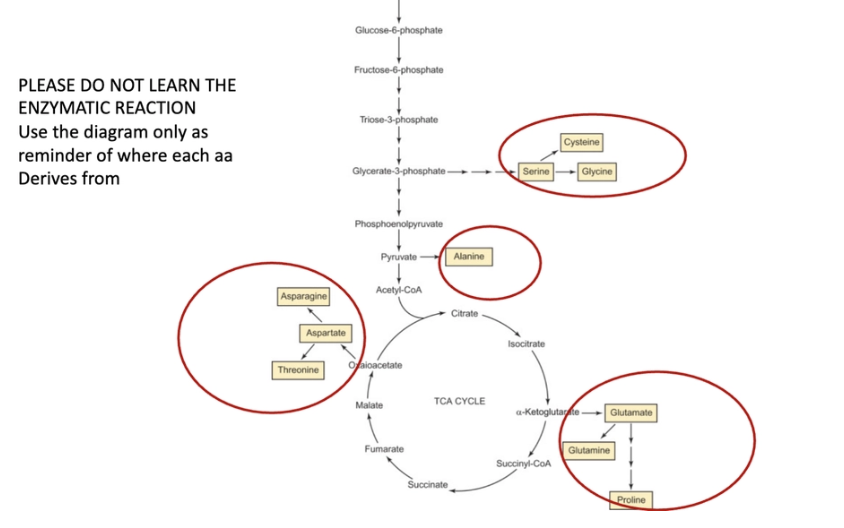 <ul><li><p><span>Amino acids are building blocks in protein synthesis</span></p></li><li><p><span>Amino acids can act as precursors for the <em>de novo</em> synthesis of branched-chain fatty acids.</span></p></li><li><p><span>Individual amino acids may play more specific roles in metabolic pathways. For instance, glutamine and aspartate are required for <em>de novo </em>purine and pyrimidine synthesis</span></p></li></ul><p>purine + pyrimidines= building blocks of DNA</p><p>one metabolic can make metabolites for another</p><p>glycolysis supplies a lot of intermediates so does TCA</p>