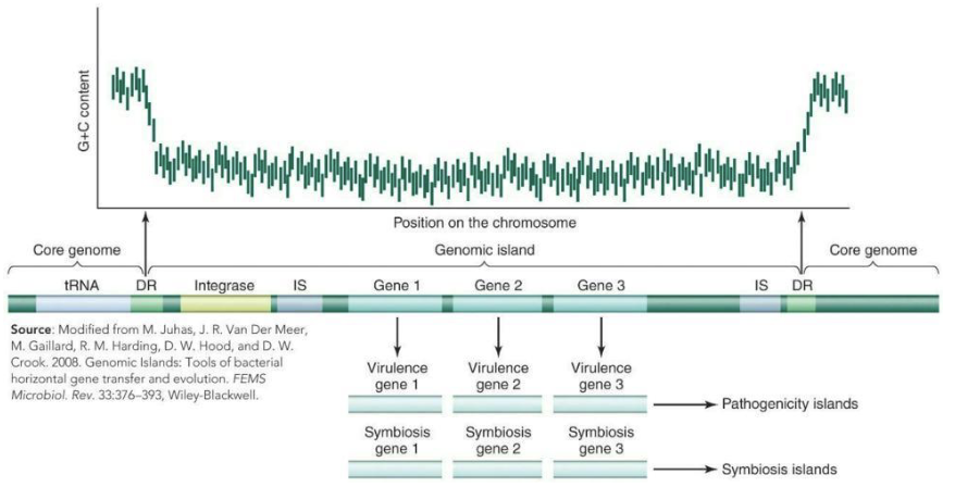 <p>Large segments of DNA exist in one genome but not in another genome that is otherwise closely related area</p><ul><li><p>DNA segments of 10‒200 kb associated with tRNA genes, transposable elements, plasmids, or bacteriophages</p></li><li><p>Genomic islands often integrate insertion sequences (IS) and direct repeat sequences (DR)</p></li><li><p>Pathogenicity islands contain virulence genes, whereas symbiosis islands contain genes for symbiosis.</p></li></ul><p></p>
