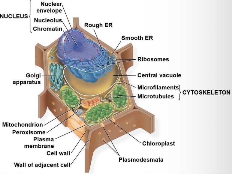 <ul><li><p>cell wall - provides shape and strength</p></li><li><p>Central vacuole- stores water and solutes, hydrolysis of macromolecules, maintains turgor pressure</p></li><li><p>Chloroplasts- site of photosynthesis </p></li><li><p>Plasmodesmata- channels through cell walls that connect the cytoplasms of adjacent cells </p></li></ul><p></p>