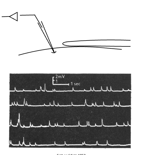 <p><span style="font-family: "Helvetica Light";">&nbsp;-&nbsp; upon close inspection, these depolarizing events looked like miniature versions of the EPP, and were called <em><u>miniature EPPs</u></em> (mEPPs; or just “minis”).</span></p>