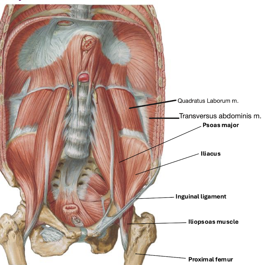 <p>The iliopsoas muscle (located in the anterior thigh).</p>