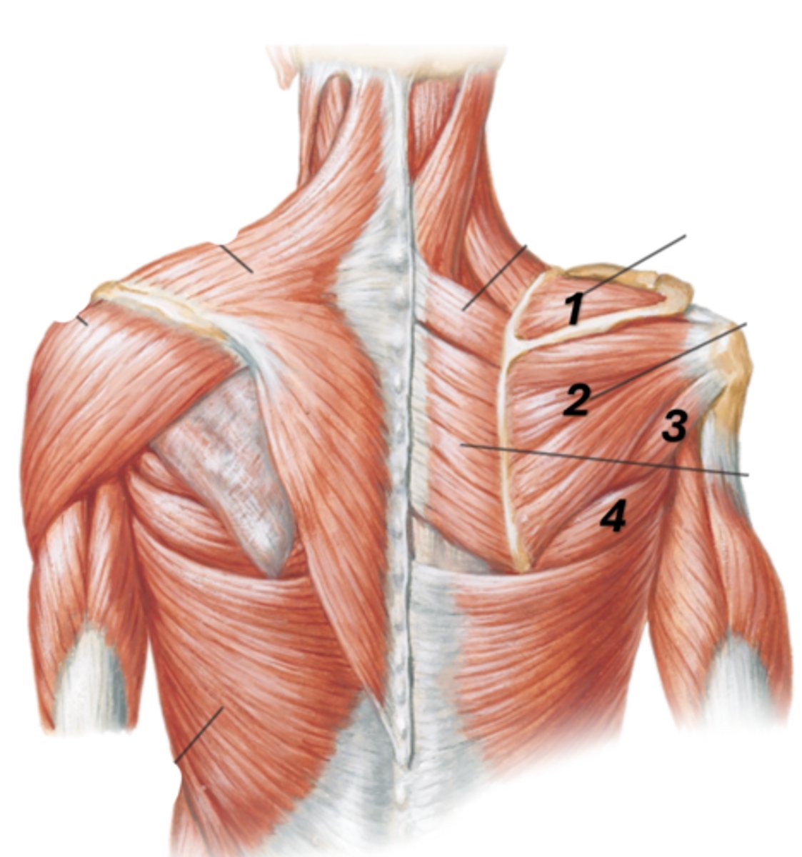 <p>1</p>