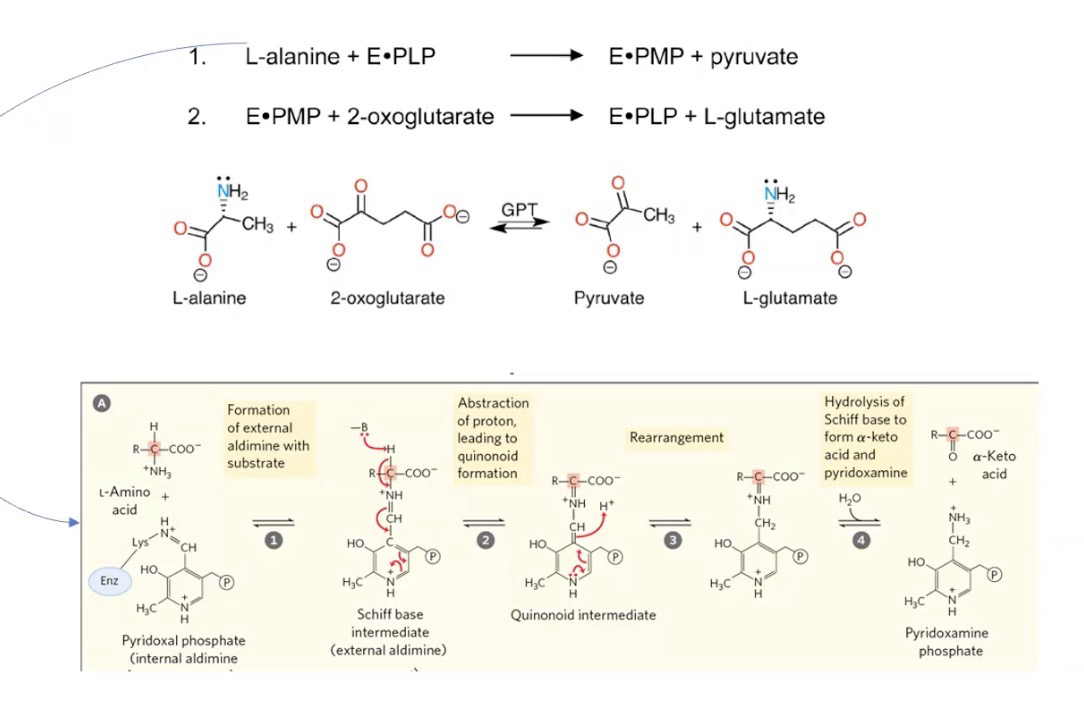 <p><sub>L</sub>-alanine + E(PLP) → E(PMP) + pyruvate</p><p>E(PMP) + 2-oxoglutarate → E(PLP) + <sub>L</sub>-glutamate</p><p>Reversible</p>