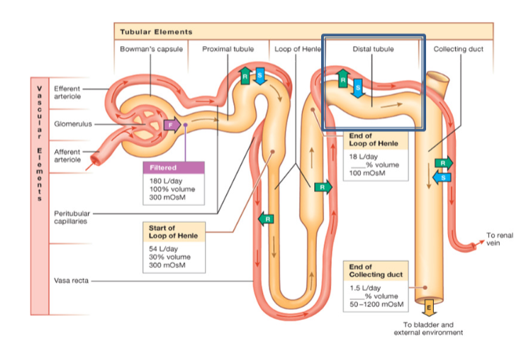 <p>Reabsorbed substances at the distal tubule</p>