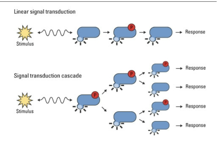 <p><span>Linear: simple 1->1->1 progression where one molecule activates exactly one downstream molecule, which activates exactly one more. There is no multiplication of the signal. If one receptor is activated, one effector responds. In general, linear signaling is fast, direct, and tightly proportional</span></p><p><span>Signal cascade amplification </span>follows a 1→10→100→1000 pattern. <span>Explains why a very small number of signaling molecules can generate a very large biological response. Each layer multiplies the signal, creating the <strong>cone model</strong>: narrow at the top (a single ligand-receptor interaction) and progressively wider as the signal moves downward.</span></p>
