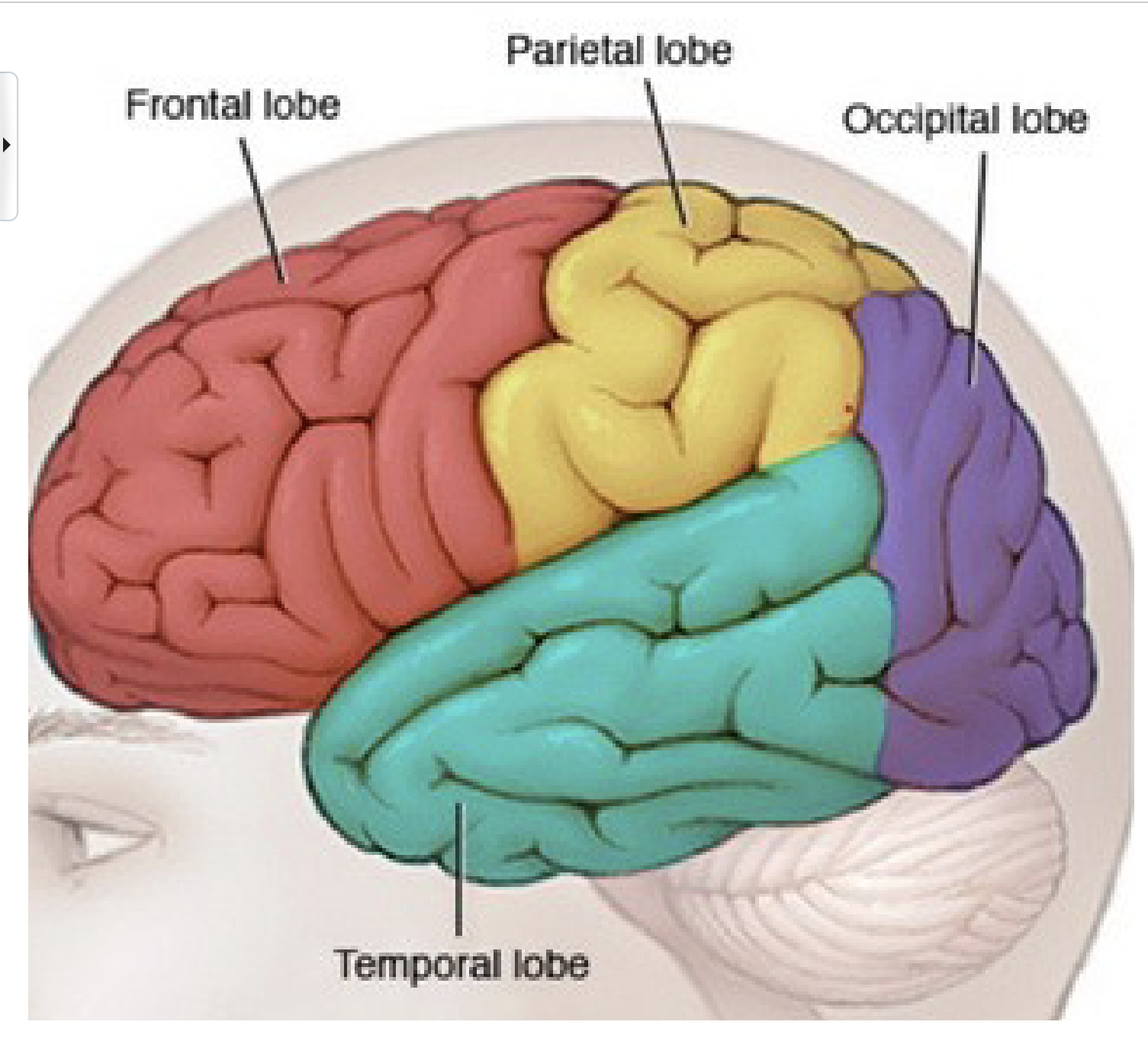 <p>Label Temporal Lobe</p><p>Lateral View</p>