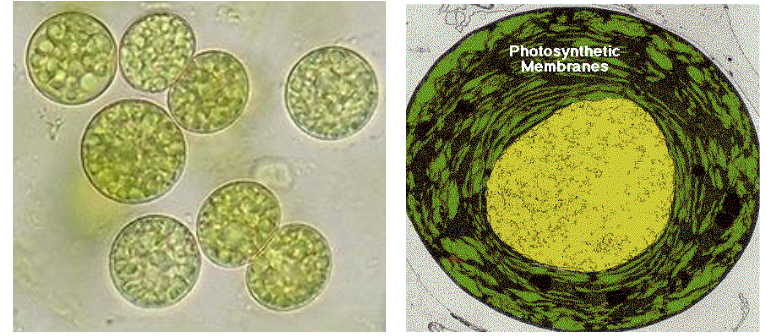<p>oxygenic</p><p>most chloroplast like cyanobacterium</p>