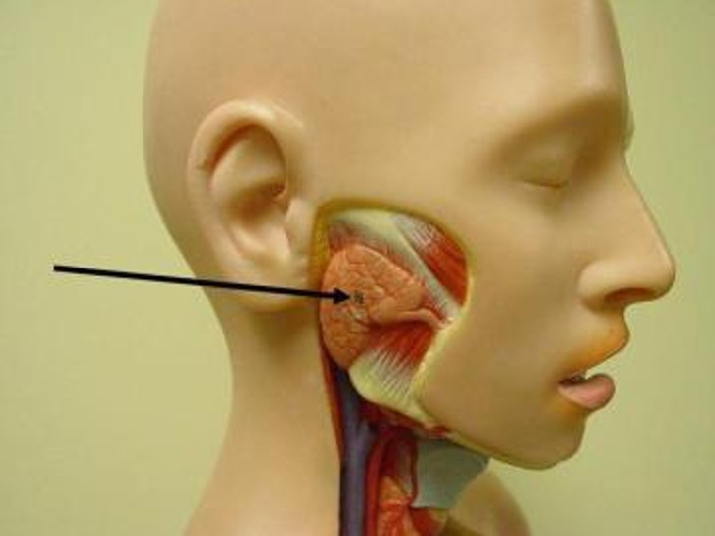 <p>Enzyme in saliva that breaks the chemical bonds in starches.</p>