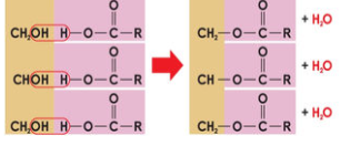 <p>each hydroxyl (OH) group of the glycerol molecule combines with the hydrogens (H) from 3 fatty acids, resulting in the loss of 3 water molecules. Known as condensation reaction</p>