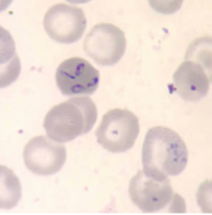 <p>Genus</p>