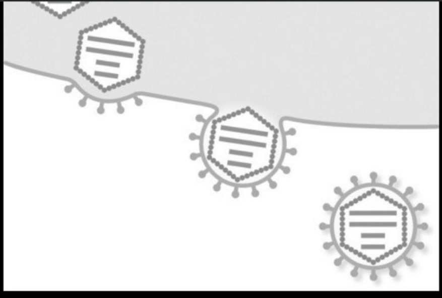 <p><span>Which stage of viral replication is shown?</span><br><br></p><img src="https://hindscc.instructure.com/assessment_questions/227027591/files/77563473/download?verifier=KDRXtJ616AJnxQUiChw77kABp4nSVtuHTRVpV5ZD" data-width="100%" data-align="center" alt=""><p><span><br></span></p>