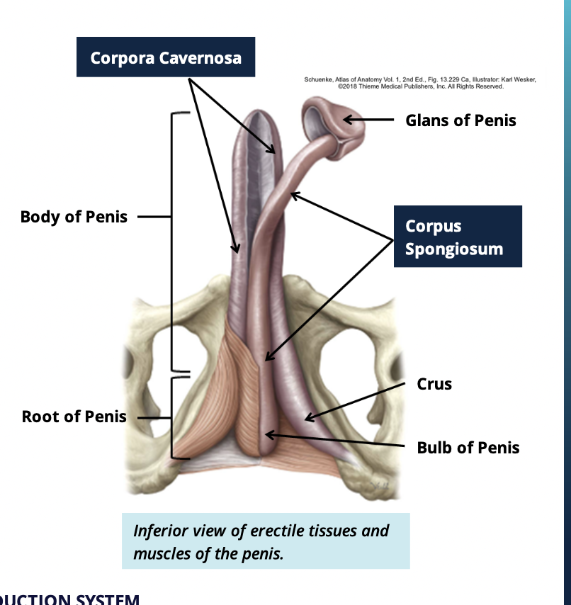 <ol><li><p>Corpora Cavernosa</p></li><li><p>Corpus Spongiosum</p></li></ol><p></p><p>these two create 3 cyliners of tissue </p><p></p>