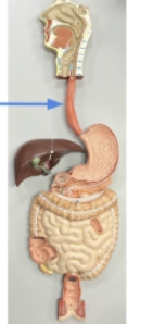 <p>name the parts</p>