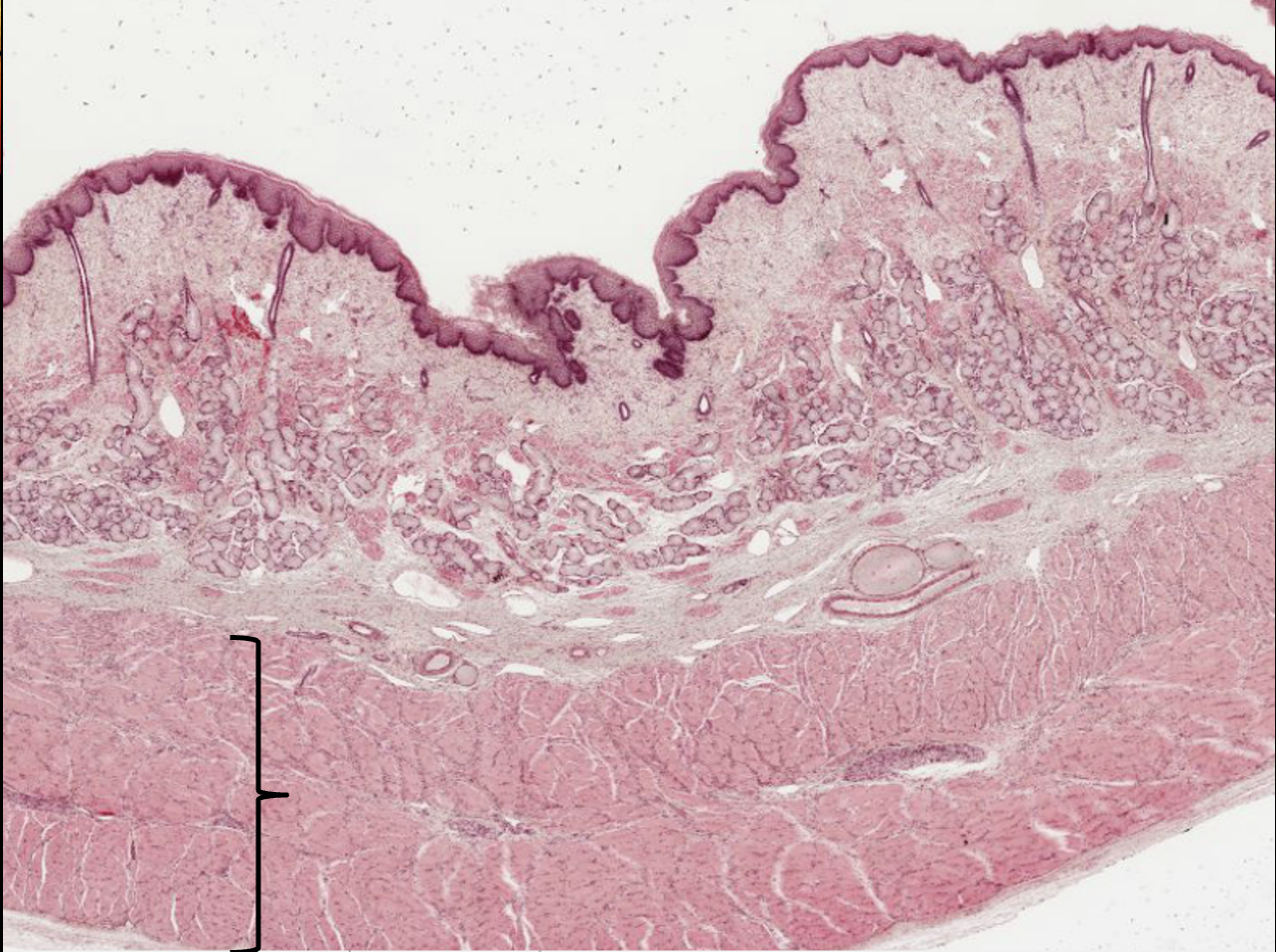 <p>What layer is this?</p>