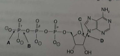 <p>Which bond in ATP is primarily responsible for it being a high energy molecule?</p>