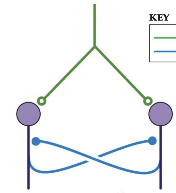 <p>>two neurons received excitatory Signal at the same time from another neuron </p><p>>one of them is abit quicker to respond to this </p><p>>one fires AP + inhibits other neuron </p><p>>after Ap is Fired  → inhibition is released </p><p>> other Neurons then fires </p><p>> as soon as exitory stimmas stops where network stops = unstable</p>