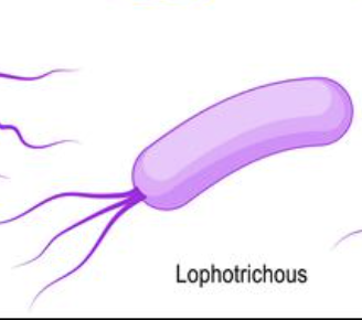 <p>c. A rod-shaped cell with a tuft of multiple flagella emerging from one or both poles</p>